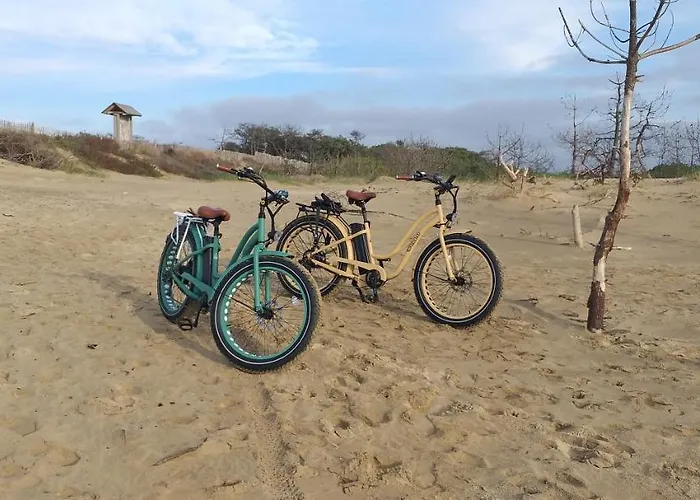 Pomme De Pin Et Mimosa Grand-Village-Plage