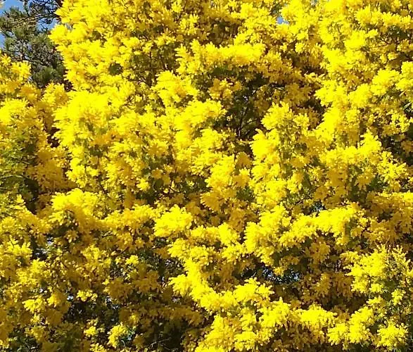 Pomme De Pin Et Mimosa * Grand-Village-Plage